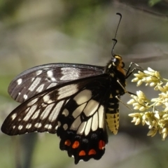 Papilio anactus at Undefined Area - 27 Feb 2018 03:57 PM