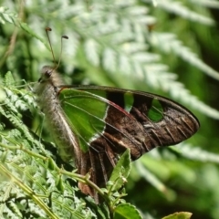 Graphium macleayanum (Macleay's Swallowtail) at Acton, ACT - 20 Feb 2018 by roymcd