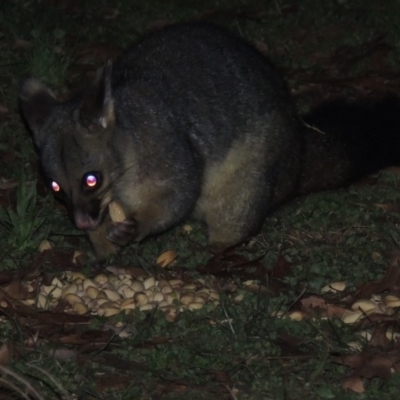 Trichosurus vulpecula (Common Brushtail Possum) at Murramarang National Park - 14 Jun 2014 by michaelb