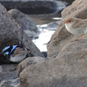 Malurus cyaneus at Molonglo River Reserve - 12 Feb 2018