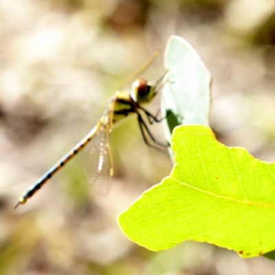 Hemicordulia tau (Tau Emerald) at Deakin, ACT - 27 Feb 2018 by JackyF