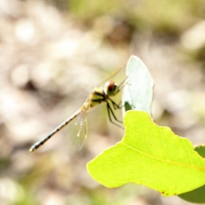 Hemicordulia tau at Deakin, ACT - 28 Feb 2018 09:37 AM