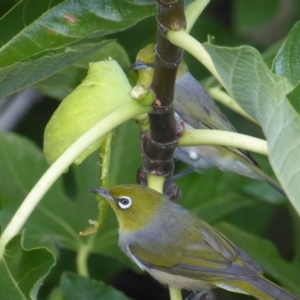 Zosterops lateralis at Hughes, ACT - 28 Feb 2018