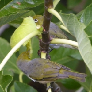 Zosterops lateralis at Hughes, ACT - 28 Feb 2018 08:58 AM