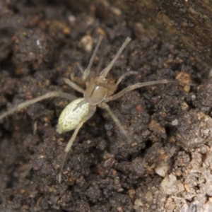 Cheiracanthium sp. (genus) at Higgins, ACT - 8 Oct 2016