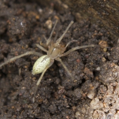 Cheiracanthium sp. (genus) (Unidentified Slender Sac Spider) at Higgins, ACT - 8 Oct 2016 by AlisonMilton