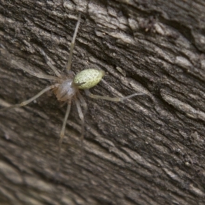 Cheiracanthium sp. (genus) at Higgins, ACT - 8 Oct 2016