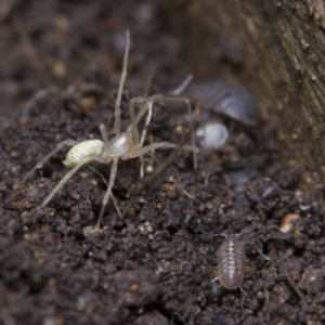 Cheiracanthium sp. (genus) at Higgins, ACT - 8 Oct 2016