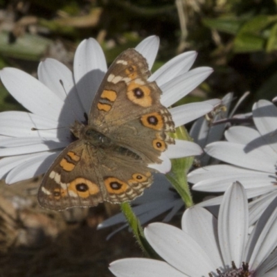 Junonia villida (Meadow Argus) at Higgins, ACT - 29 Oct 2016 by AlisonMilton