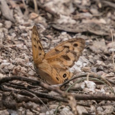 Heteronympha merope (Common Brown Butterfly) at Tennent, ACT - 21 Feb 2018 by SWishart