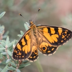 Oreixenica lathoniella (Silver Xenica) at Tennent, ACT - 21 Feb 2018 by SWishart