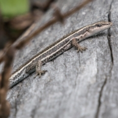 Pseudemoia spenceri (Spencer's Skink) at Tennent, ACT - 21 Feb 2018 by SWishart