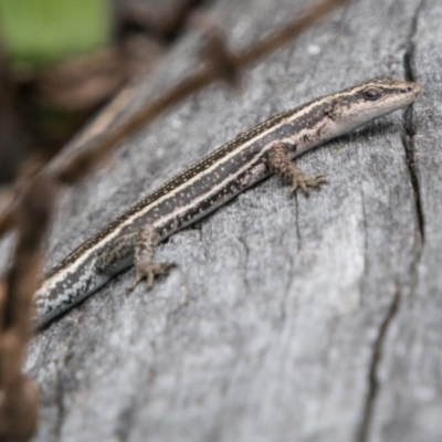 Pseudemoia spenceri (Spencer's Skink) at Tennent, ACT - 21 Feb 2018 by SWishart