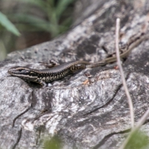 Eulamprus heatwolei at Tennent, ACT - 21 Feb 2018 03:50 PM