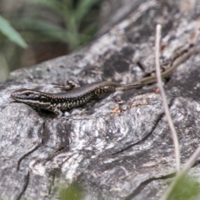 Eulamprus heatwolei (Yellow-bellied Water Skink) at Tennent, ACT - 21 Feb 2018 by SWishart