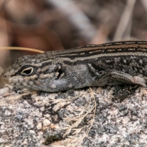 Liopholis whitii at Tennent, ACT - 21 Feb 2018