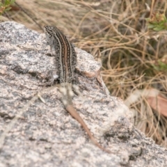 Liopholis whitii at Tennent, ACT - 21 Feb 2018