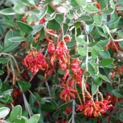 Grevillea diminuta at Molonglo Valley, ACT - 3 Aug 2017 by galah681