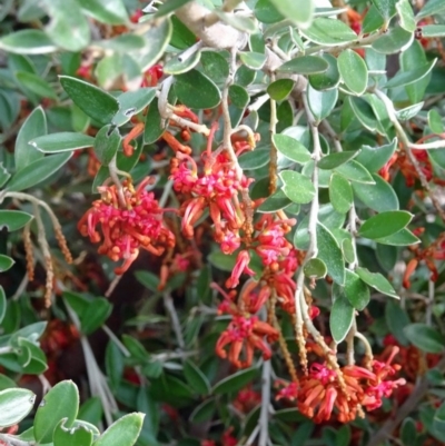 Grevillea diminuta at Molonglo Valley, ACT - 2 Aug 2017 by galah681