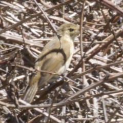 Acrocephalus australis (Australian Reed-Warbler) at Jerrabomberra Wetlands - 28 Feb 2018 by jb2602