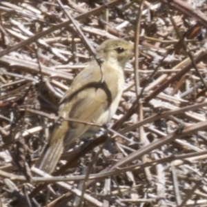 Acrocephalus australis at Fyshwick, ACT - 28 Feb 2018