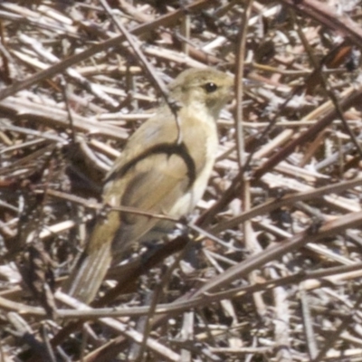 Acrocephalus australis (Australian Reed-Warbler) at Jerrabomberra Wetlands - 28 Feb 2018 by jb2602