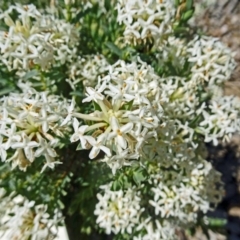 Pimelea glauca (Smooth Rice Flower) at Molonglo Valley, ACT - 2 Nov 2017 by galah681