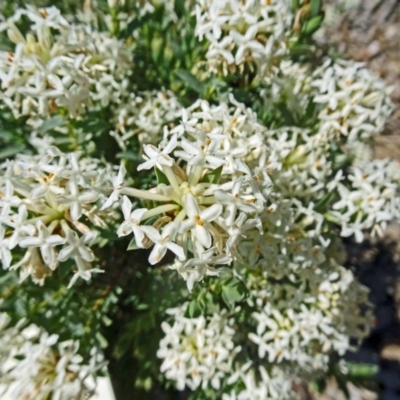 Pimelea glauca (Smooth Rice Flower) at Molonglo Valley, ACT - 2 Nov 2017 by galah681