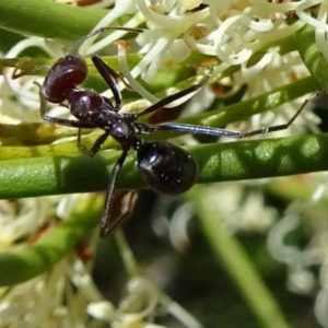 Iridomyrmex purpureus at Molonglo Valley, ACT - 2 Nov 2017 11:04 AM