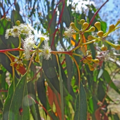 Eucalyptus (genus) (A Gum Tree) at Molonglo Valley, ACT - 2 Nov 2017 by galah681