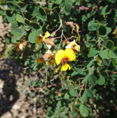 Goodia lotifolia (Golden Tip) at Sth Tablelands Ecosystem Park - 2 Nov 2017 by galah681