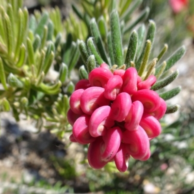 Grevillea lanigera (Woolly Grevillea) at Molonglo Valley, ACT - 2 Nov 2017 by galah681