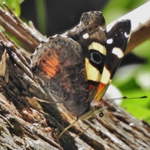 Vanessa itea at Coree, ACT - 1 Mar 2018