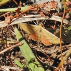 Scopula rubraria (Reddish Wave, Plantain Moth) at Cotter River, ACT - 28 Feb 2018 by JohnBundock