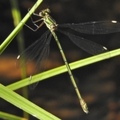 Synlestes weyersii at Cotter River, ACT - 1 Mar 2018