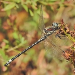 Eusynthemis brevistyla (Small Tigertail) at Cotter River, ACT - 28 Feb 2018 by JohnBundock