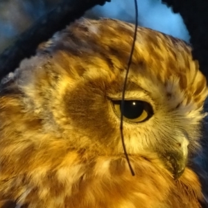 Ninox boobook at Red Hill, ACT - 11 Feb 2018