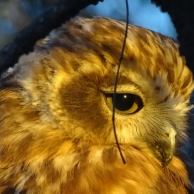 Ninox boobook (Southern Boobook) at Red Hill, ACT - 10 Feb 2018 by roymcd