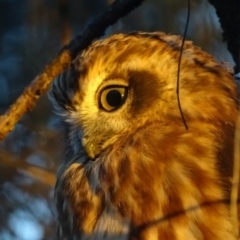 Ninox boobook at Red Hill, ACT - 11 Feb 2018