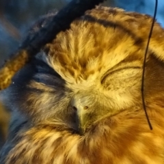 Ninox boobook at Red Hill, ACT - 11 Feb 2018