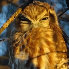 Ninox boobook at Red Hill, ACT - 11 Feb 2018