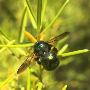 Xylocopa (Lestis) aerata at Acton, ACT - 1 Mar 2018