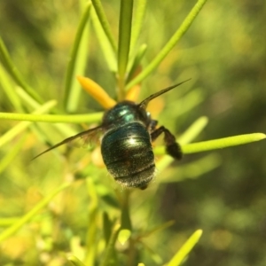 Xylocopa (Lestis) aerata at Acton, ACT - 1 Mar 2018 11:58 AM