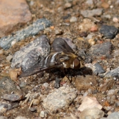 Villa sp. (genus) (Unidentified Villa bee fly) at Rendezvous Creek, ACT - 28 Feb 2018 by JudithRoach