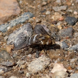 Villa sp. (genus) at Rendezvous Creek, ACT - 28 Feb 2018 03:17 PM