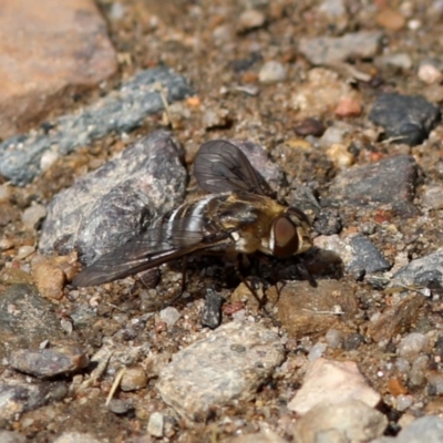 Villa sp. (genus) (Unidentified Villa bee fly) at Rendezvous Creek, ACT - 28 Feb 2018 by JudithRoach