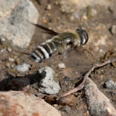 Villa sp. (genus) at Rendezvous Creek, ACT - 28 Feb 2018 03:17 PM