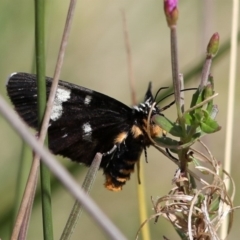 Phalaenoides tristifica (Willow-herb Day-moth) at Rendezvous Creek, ACT - 28 Feb 2018 by JudithRoach