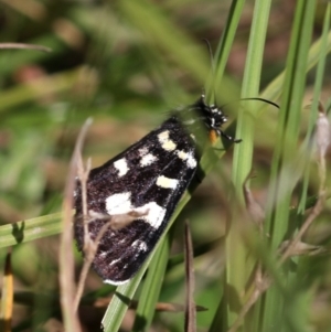 Phalaenoides tristifica at Rendezvous Creek, ACT - 28 Feb 2018 03:15 PM