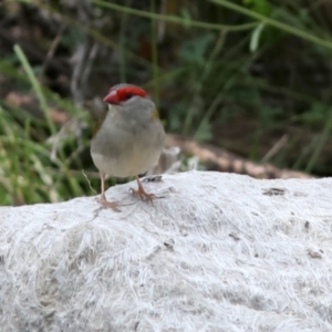 Neochmia temporalis at Tennent, ACT - 28 Feb 2018